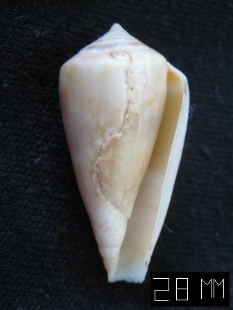 conferma Conus vayssierei